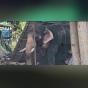 ഇരിങ്ങാലക്കുട കൂടല്‍മാണിക്യം ക്ഷേത്രത്തില്‍ ആന ...