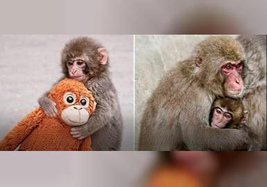 പഞ്ച് ഇനി ഒറ്റക്കല്ല, ചേർത്തുപിടിക്കാൻ പുതിയ കൂട്ടുകാർ.